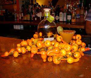 Partida Pumpkin Margarita Cocktail