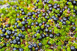 Crowberry Syrup Photo