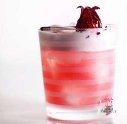 Wild Hibiscus Sour Cocktail Photo