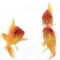 Small Goldfish Photo