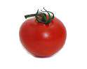 Tomato Photo