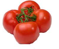 Tomatoes Photo